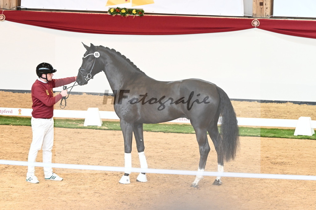 Kat.-Nr. 65 v. Springbank II VH_Reichert_2240825 | hf-fotografie - Realisiert mit Pictrs.com