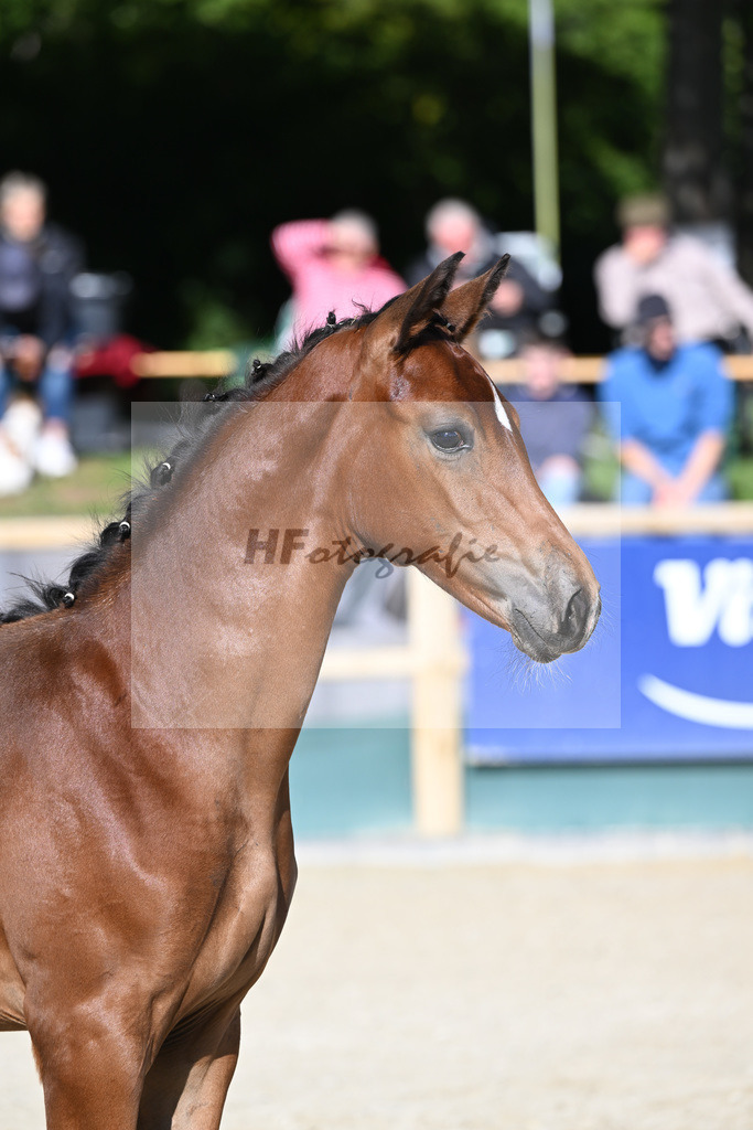 Fohlenauktion Next Chance_49220402 | hf-fotografie - Realisiert mit Pictrs.com