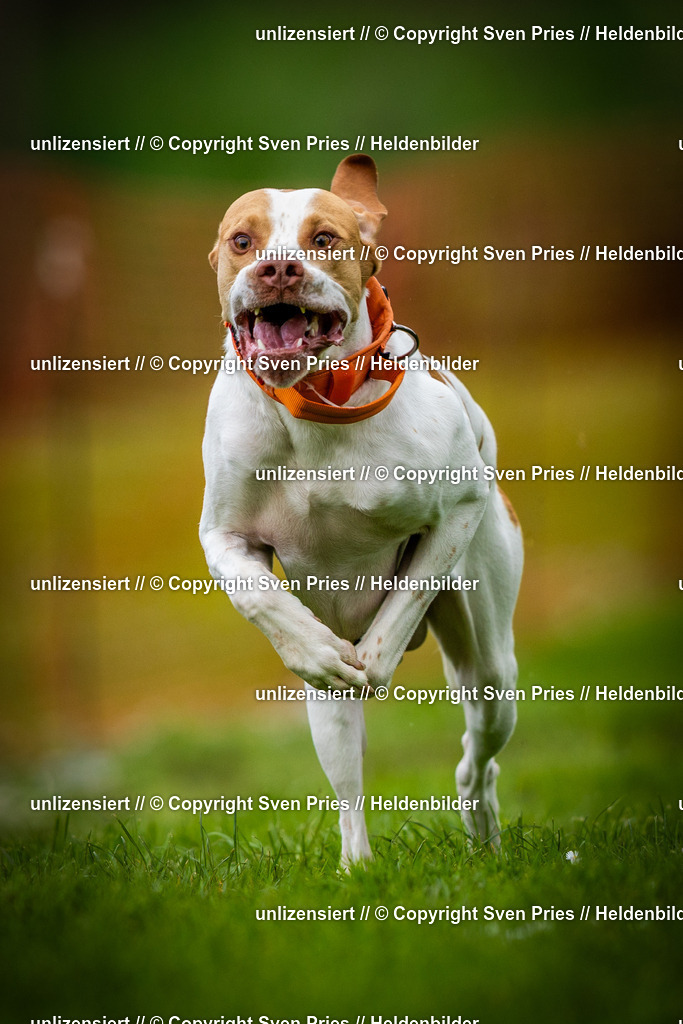 Sven Pries | 2025-04-13 - Hunderennen Baden-Baden - Realisiert mit Pictrs.com