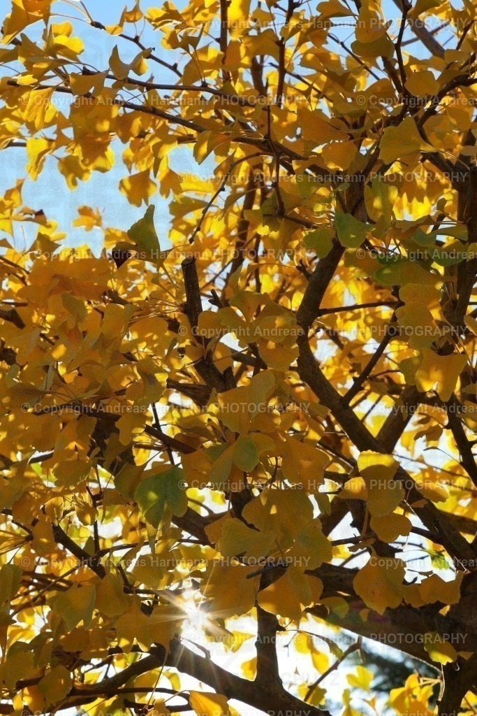 Sonnenstrahl im Gingkobaum | Sonnenstrahl im Gingkobaum - Realisiert mit Pictrs.com