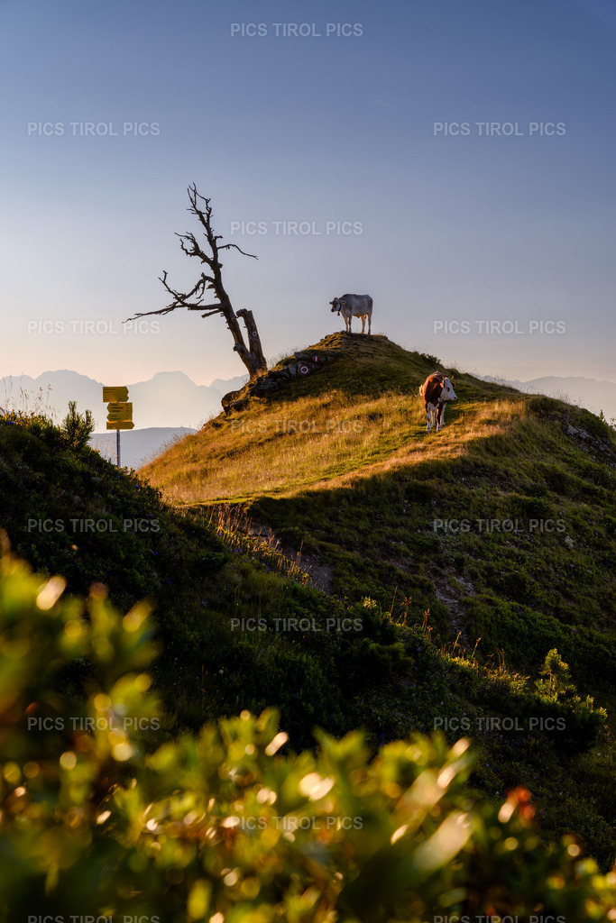 DSC_0503-Verbessert-RR-Bearbeitet | Tirolpics