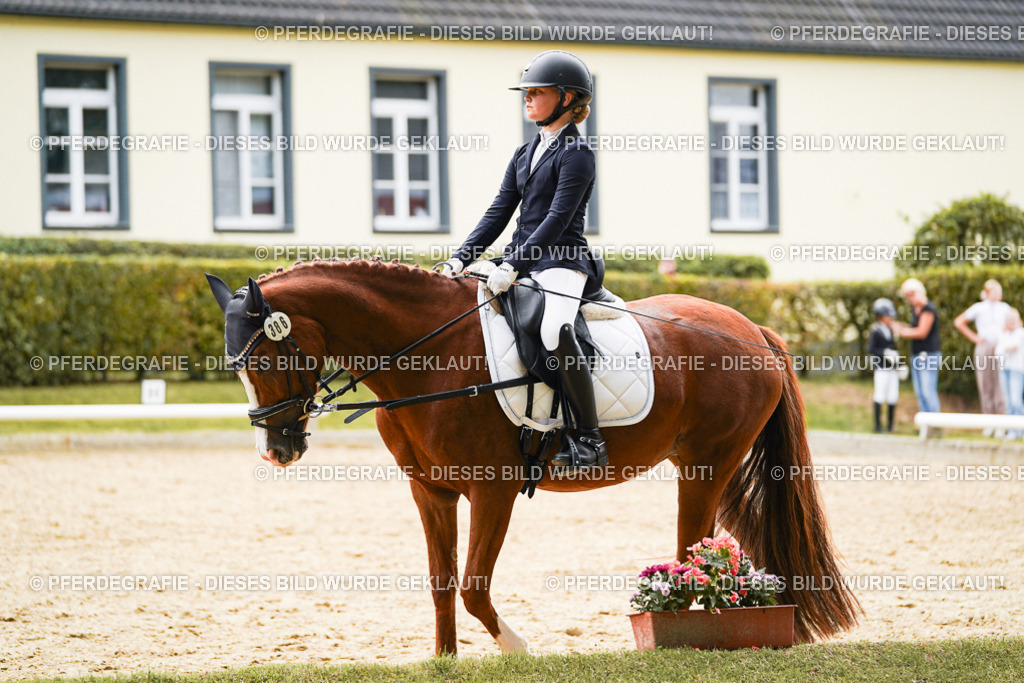 DSC09446 | Pferdegrafie