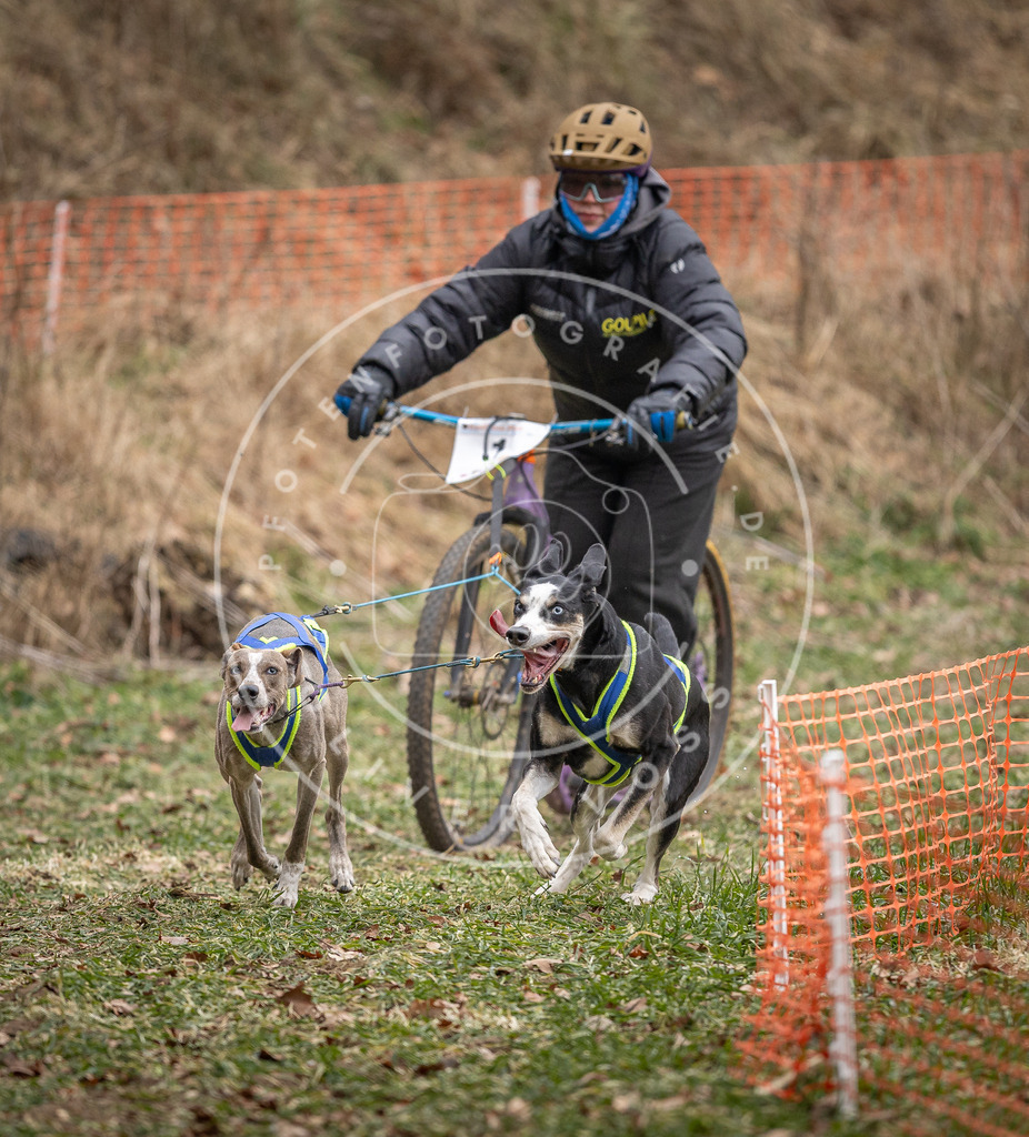 Pfotenfotografie_DV3A6623 | Hundefotografie, Tierfotograf, Pfotenfotografie, Fotoshooting Hund, Hunde Portrait, Hundesport, Hundeportraits, Heideshooting, Hunde, Sportfotograf, Hundefotograf, Turnierhundsport, THS,  - Realisiert mit Pictrs.com