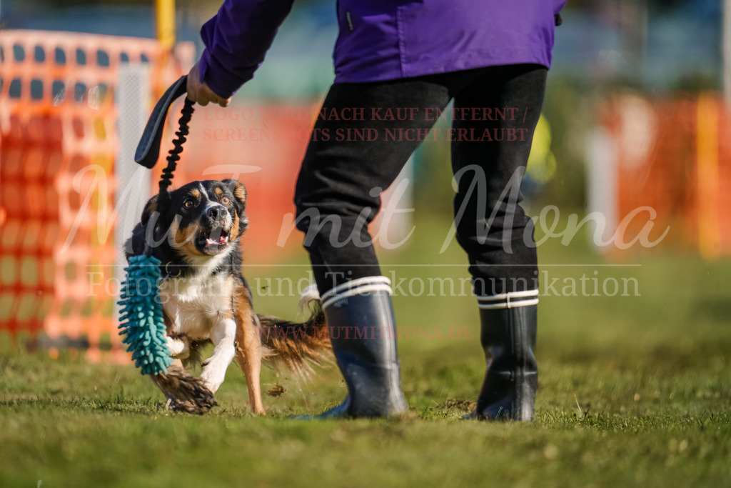 20250928_Hunderennen-36 | MuT (Mensch und Tier) mit Mona - Fotografie und Tierkommunikation - Realisiert mit Pictrs.com