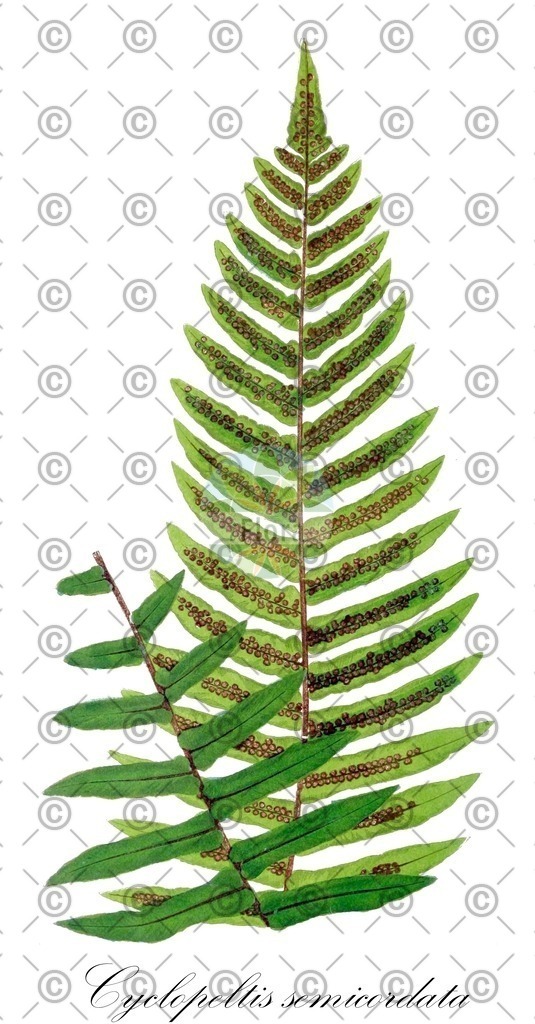 HistAbb_wfo-0000197769_1_ENZY_Simple | Historische Abbildung von Cyclopeltis semicordata - Lomariopsidaceae | Historical Illustration of Cyclopeltis semicordata - Lomariopsidaceae