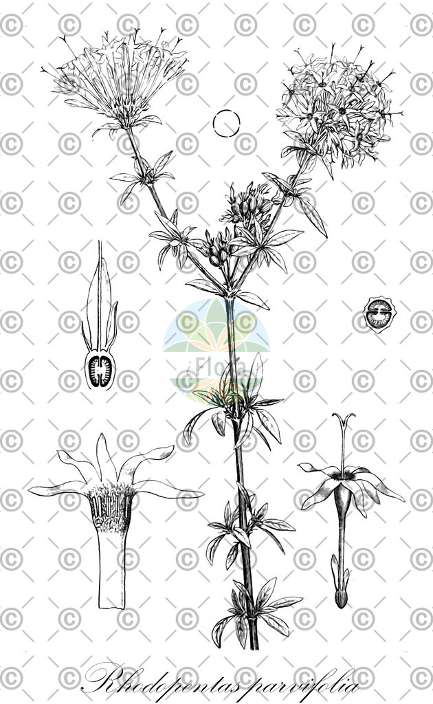 HistAbb_7977_1_ENZY_Simple | Historische Abbildung von Rhodopentas parvifolia - Rubiaceae | Historical Illustration of Rhodopentas parvifolia - Rubiaceae
