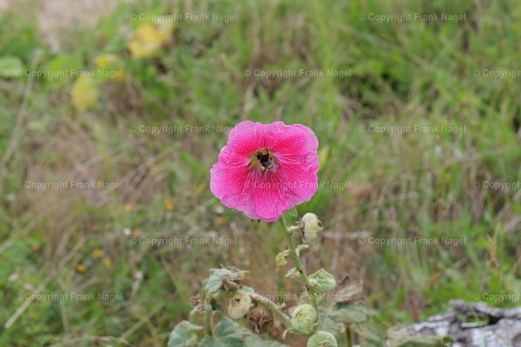 Stockrose mit Ackerhummel | Die großen, nektarreichen Blüten der Stockrose ziehen Bienen, Hummeln und Schmetterlinge an und dienen als wichtige Nahrungsquelle für diese Bestäuber. Ackerhummeln sind Pflanzenbestäuber und ernähren sich von Nektar und Pollen von verschiedenen Blütenpflanzen. Sie sind wichtige Bestäuber für viele Nutzpflanzen. Die Aufnahme entstand am Naturlehrpfad am Nonnensee Nahe der Stadt Bergen auf Rügen. - Realisiert mit Pictrs.com