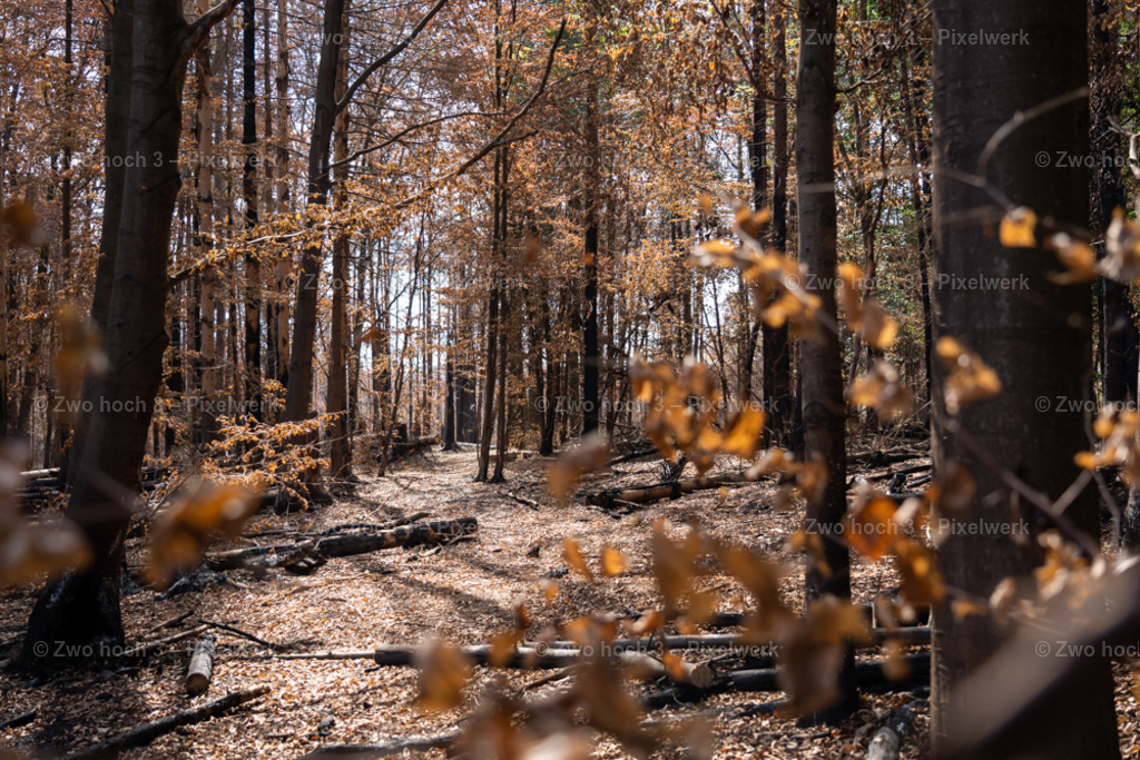 Fremdenweg_nahe_Katzenstein_Waldweg_Laub_Schattenspiel | 2022-08-30_Waldbrandgebiete_1 - Realisiert mit Pictrs.com