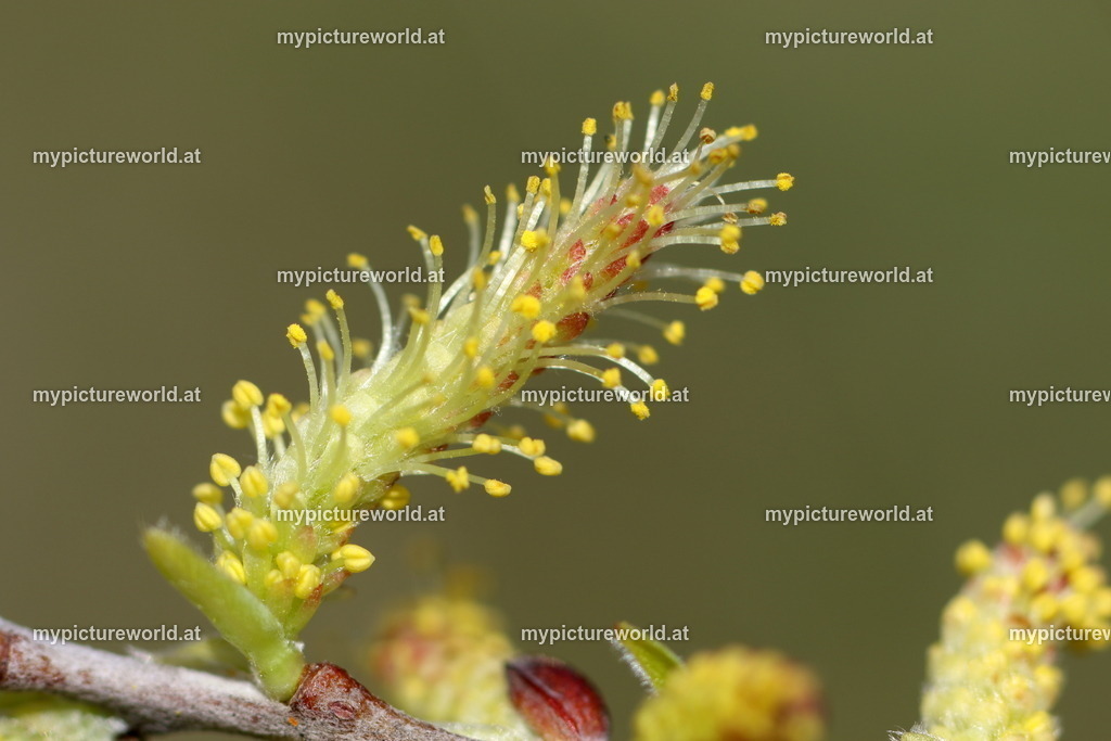 Lavendel-Weide-003 | Das Bilderarchiv über Tiere, Planzen und Landschaften. In der Bilddatenbank finden Sie ein große Auswahl an hochwertigen Bilder für Ihre Werbung - Realisiert mit Pictrs.com