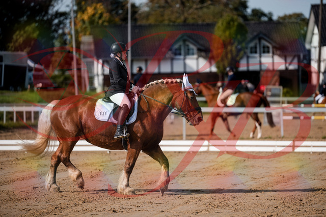 2026_10_03_Siefer-Hof_114134_Z63_22504506 | Professionelle Reitsport-, Turnier- und Eventfotografie von Robert Broda. Galerien mit ausgewählten und bearbeiteten Bildern direkt online ansehen und bestellen.