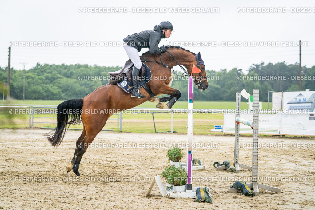 DSC02138 | Pferdegrafie