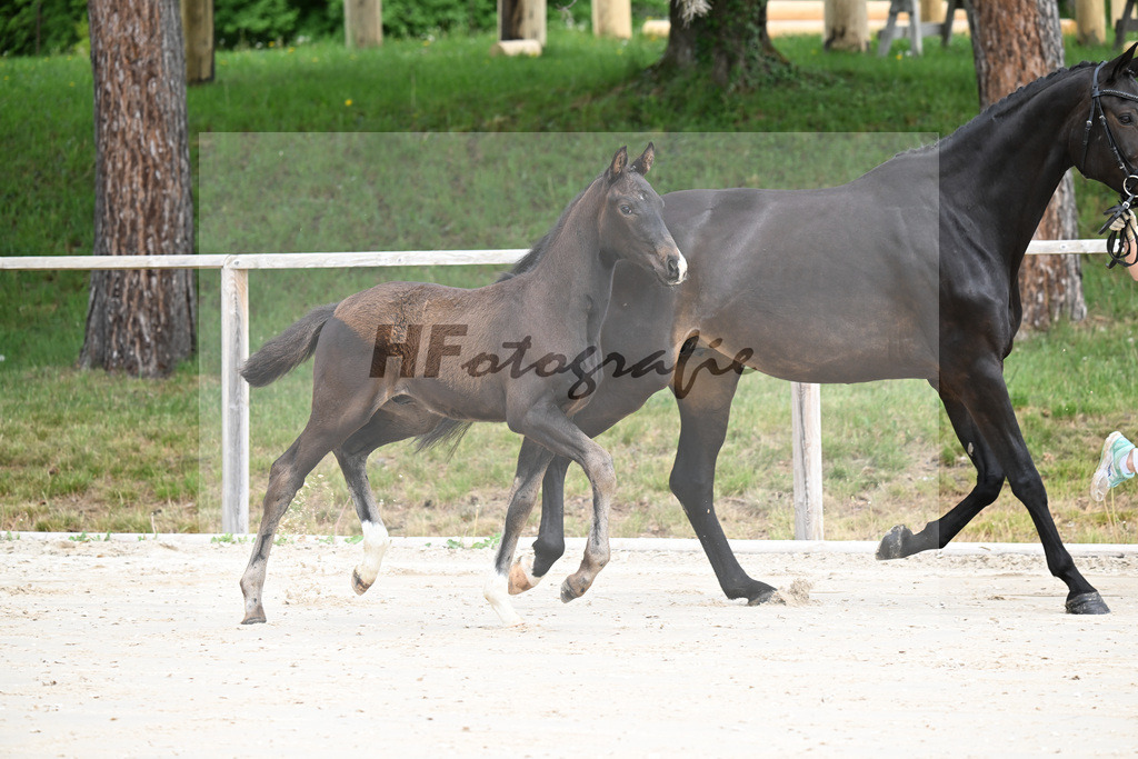 Kat-Nr. 1 HF Secret x San Muscadet_Holmer-Rattenhuber_24260012 | hf-fotografie - Realisiert mit Pictrs.com