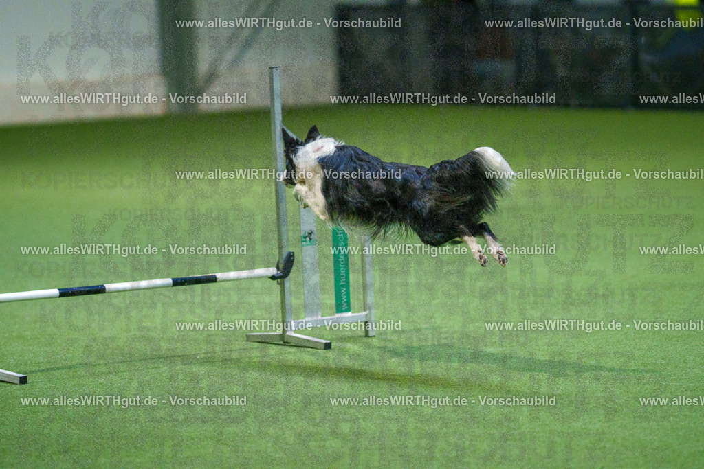 7R501034 | Professionelle Tierfotografie in Mönchengladbach von Daniel Wirth (allesWIRTHgut). Liebevolle & natürliche Bilder von Hunden & Katzen für unvergessliche Erinnerungen.