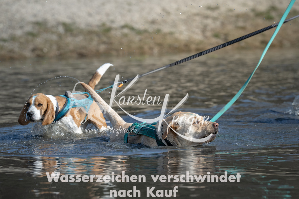 1341_ZZ97826 | kk-dogfotos