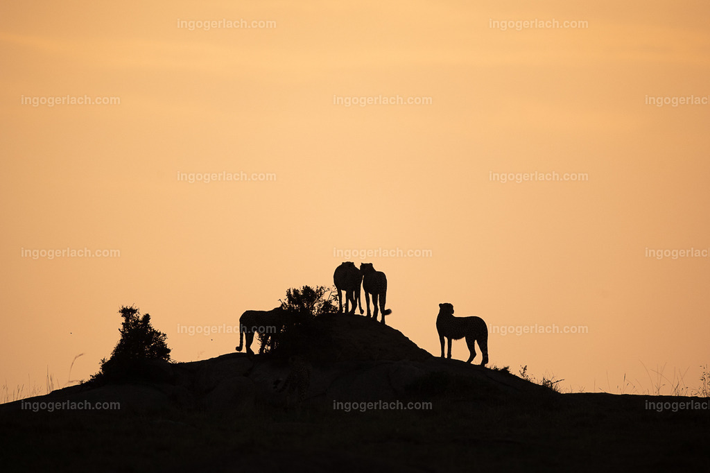 Die Gepardenkoalition beim Sonnenuntergang | Die fünf Gepardenbrüder oder auch Gepardenkoalition genannt fotogen auf einem Hügel bei Sonnenuntergang
