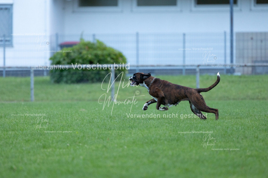 _16A4529 | Einzigartige Fotos von Hunden & Menschen –Actionfotos, Portraits, Vereinsaufnahmen & Paarshootings – authentisch, lebendig & mit Herz.