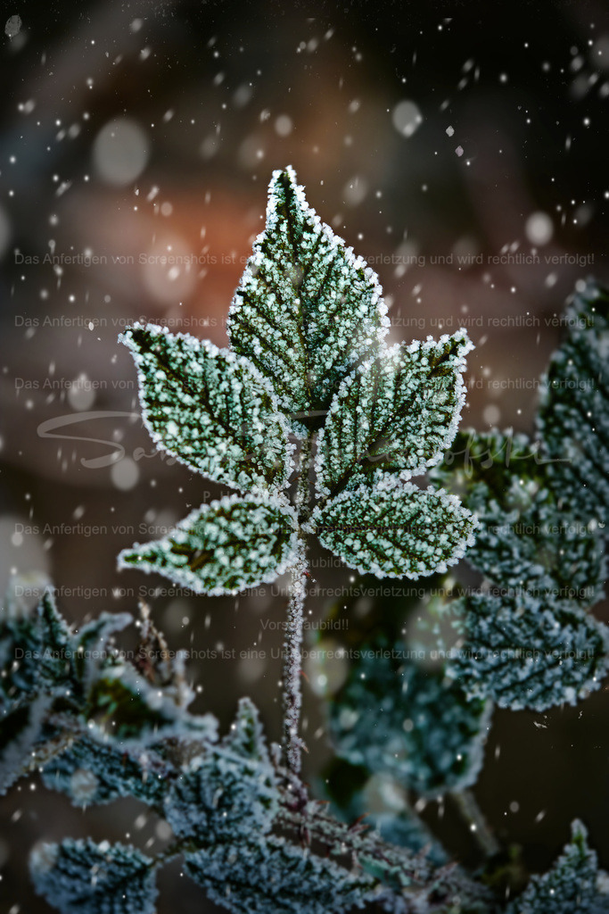 Wandbild Gefrorenes Brombeerblatt im Schnee | People- und Tierfotografie, Imageaufnahmen, Veranstaltungsfotografie und Wandbilder aus der Natur ★ Made in Germany ✔️ Druck + Downloads ✔️ Naturfotografie in Top Qualität ★ schneller Versand, weltweite Lieferung! - Realisiert mit Pictrs.com