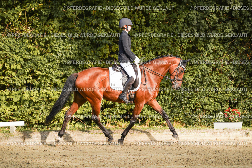 DSC04652 | Pferdegrafie