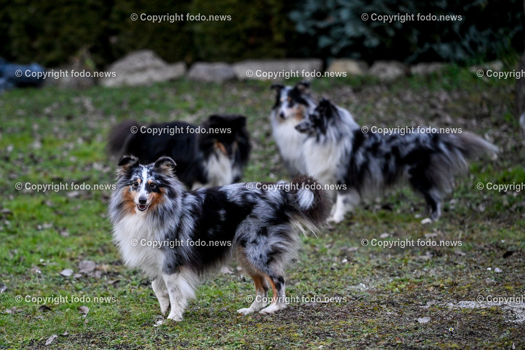 Hunde_ 26.12.2024-23 | 28.012.2024, Povazska Bystrica, SVK, Themenbild, Hunde, im Bild Dog, Hund, Hunde, Rasse, Wiese, laufen, spielen, Sheltie, Shetland Sheepdog, Huetehund, Wachhund, Rudel