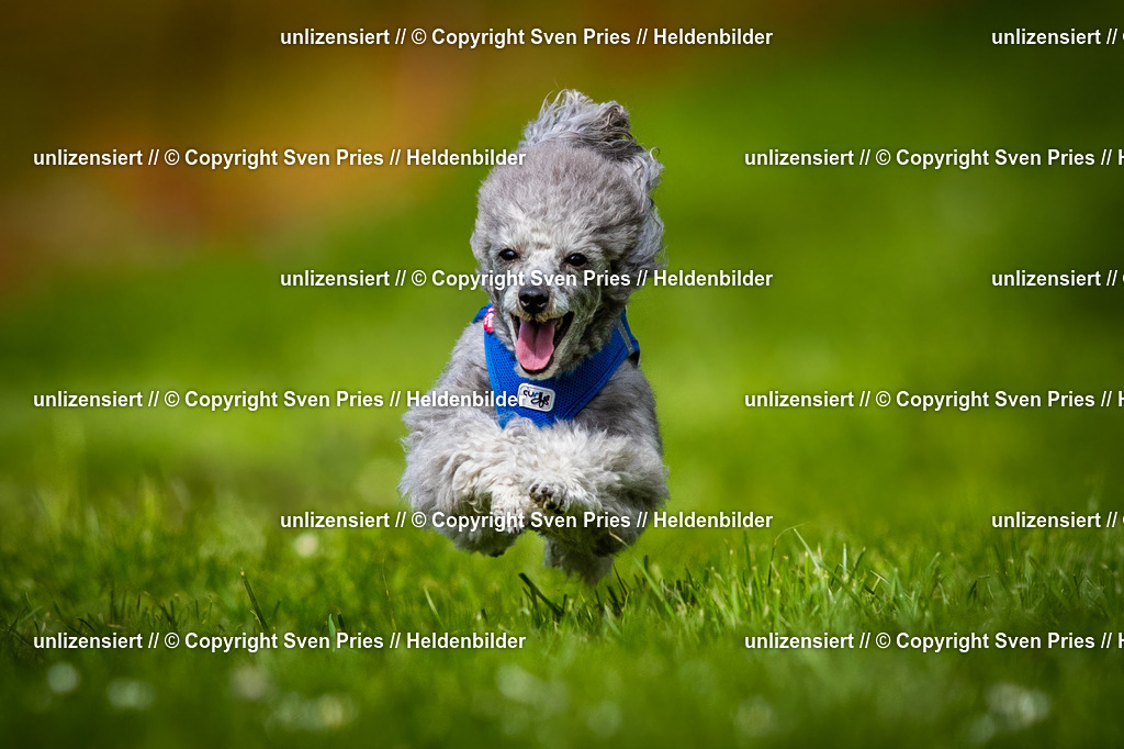 Sven Pries | 2025-04-13 - Hunderennen Baden-Baden - Realisiert mit Pictrs.com