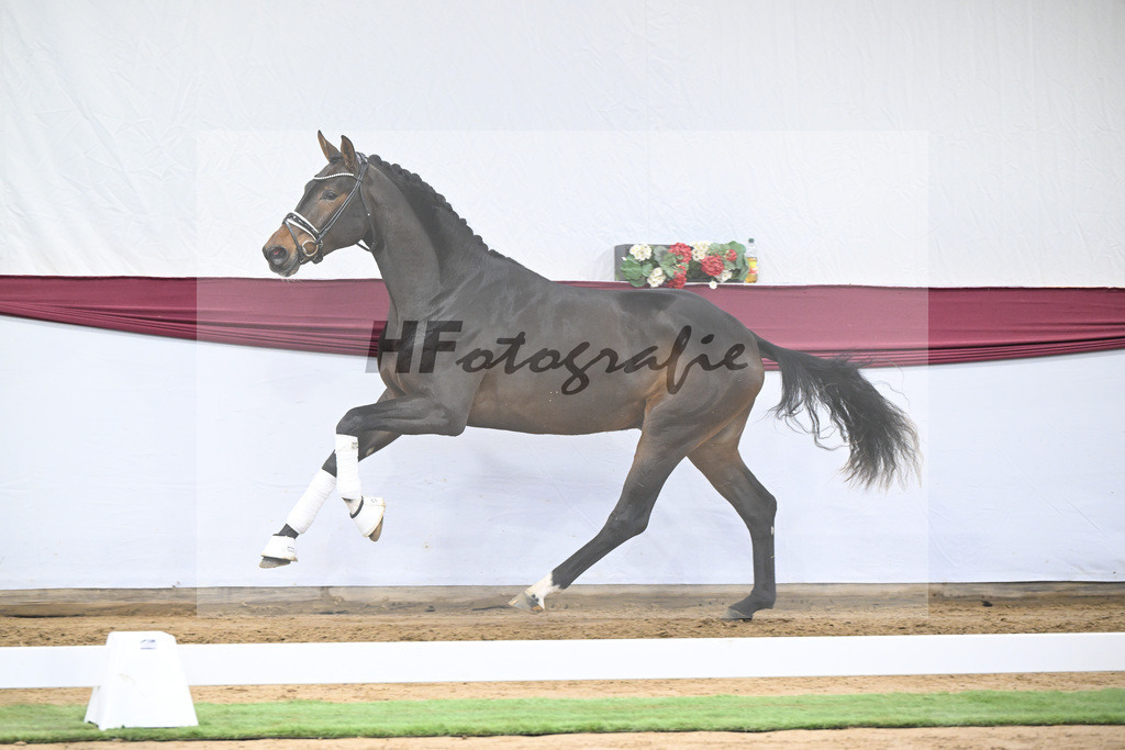 Kat-Nr. 139 Escolar x Rubin-Royal_2M2 Horese I Bastad AB_47250340 | hf-fotografie - Realisiert mit Pictrs.com