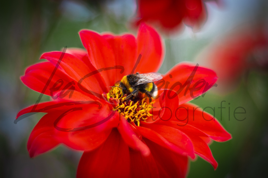 Natur & Tiere 13 | Hummel auf einer Blüte - Realisiert mit Pictrs.com