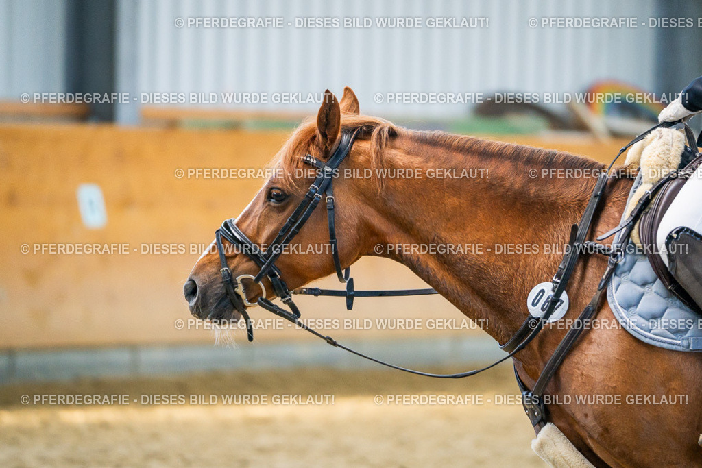 DSC01117 | Pferdegrafie