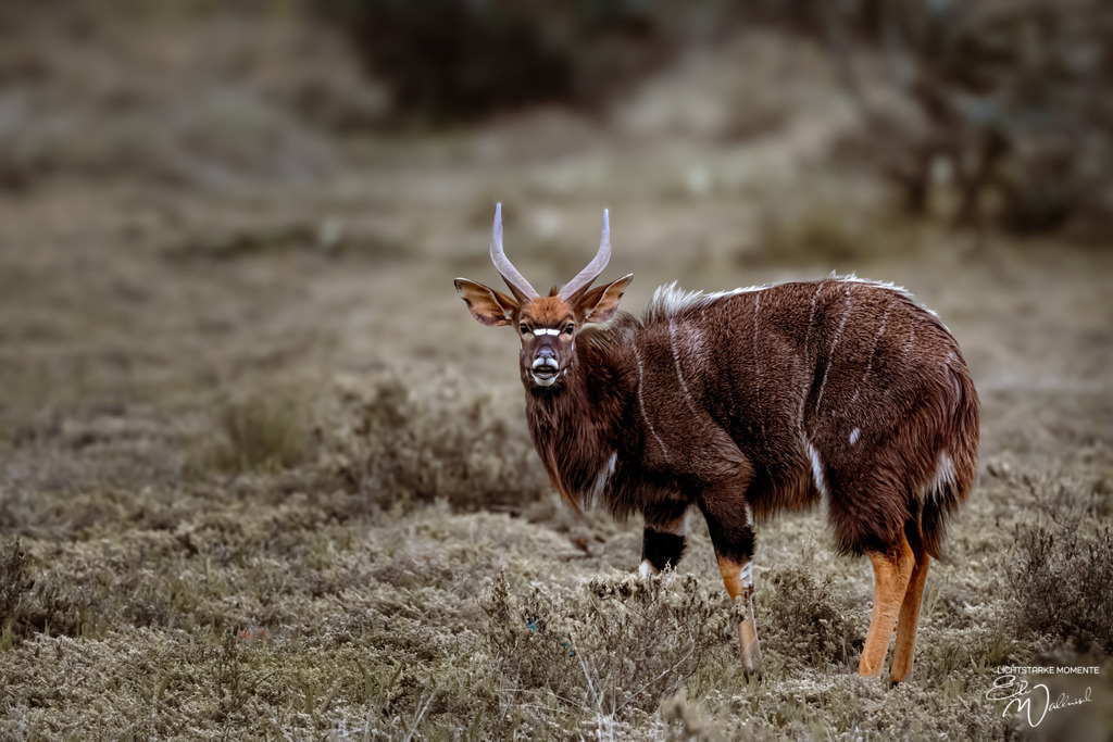 20231009-155400 SOUTHAFRIKA_-1 | Herzlich willkommen auf meiner Seite! Ich bin Elke Wallnisch, Deine Fotografin für lichtstarke Momente. Der Name steht für alles, was mich mit der Fotografie verbindet: Das Licht und seine machtvolle Wirkung auf eine Situation oder unsere Stimmung - Realisiert mit Pictrs.com