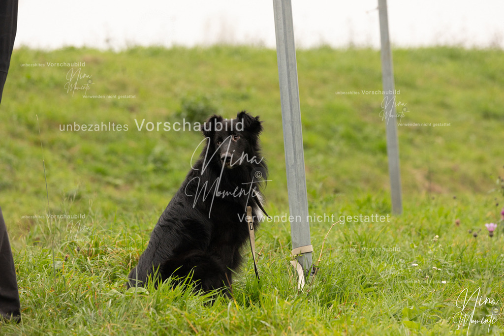 _16A0787 | Einzigartige Fotos von Hunden & Menschen –Actionfotos, Portraits, Vereinsaufnahmen & Paarshootings – authentisch, lebendig & mit Herz.
