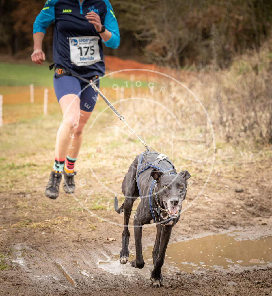 DV3A2346 | Hundefotografie, Tierfotograf, Pfotenfotografie, Fotoshooting Hund, Hunde Portrait, Hundesport, Hundeportraits, Heideshooting, Hunde, Sportfotograf, Hundefotograf, Turnierhundsport, THS,  - Realisiert mit Pictrs.com