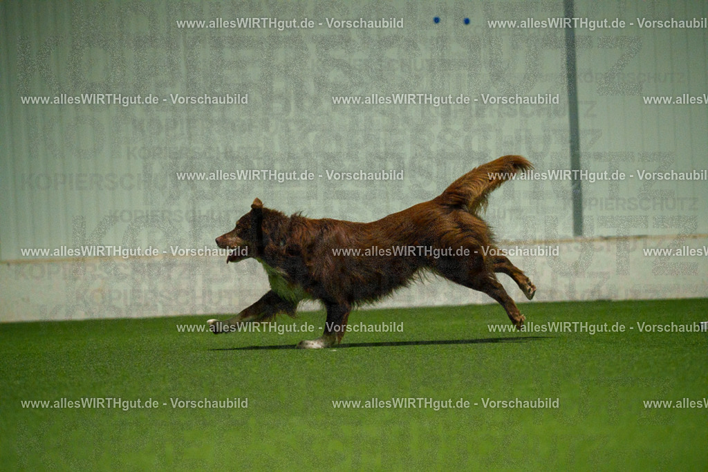 7R509077 | Professionelle Tierfotografie in Mönchengladbach von Daniel Wirth (allesWIRTHgut). Liebevolle & natürliche Bilder von Hunden & Katzen für unvergessliche Erinnerungen.