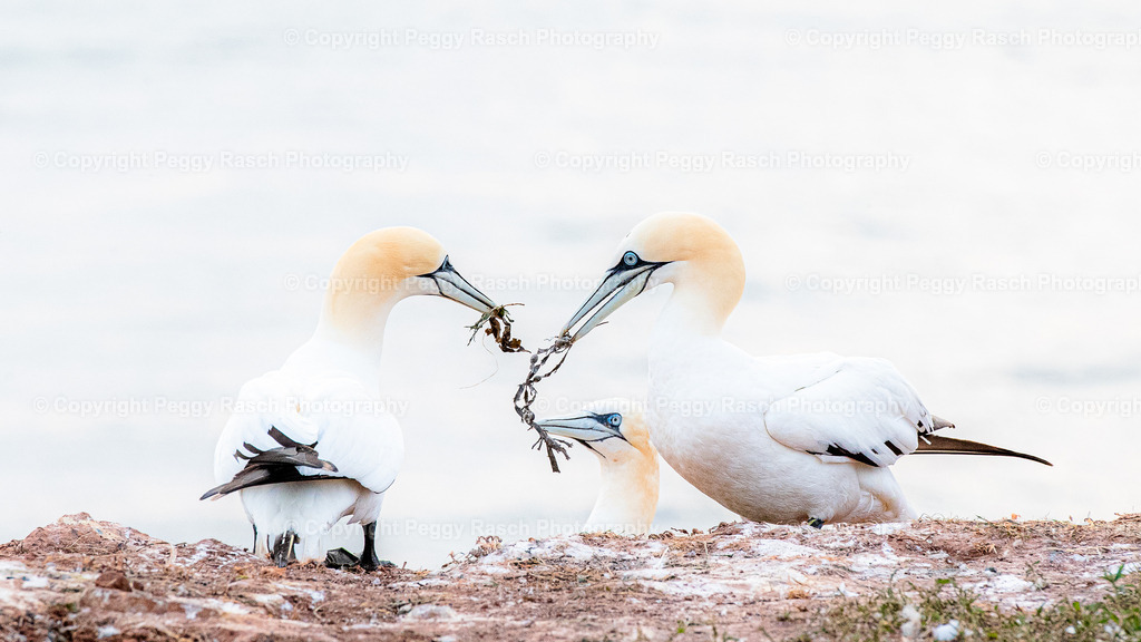 Basstölpel | auf Helgoland - Realisiert mit Pictrs.com