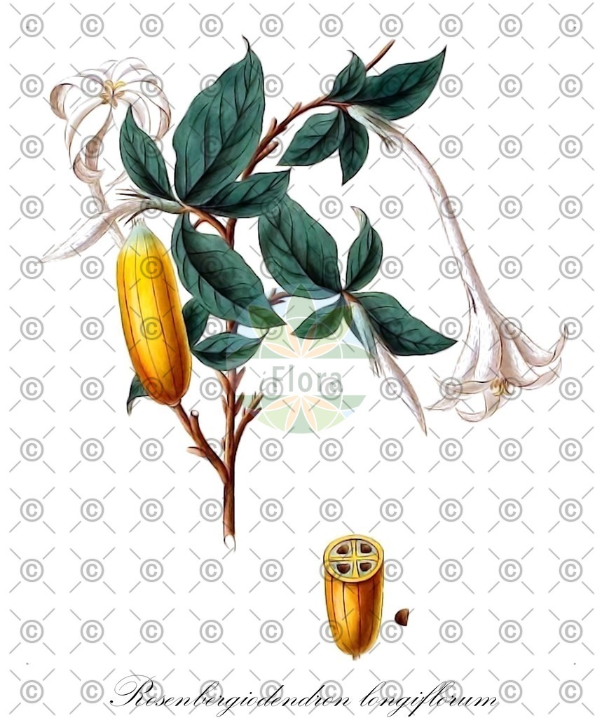 HistAbb_wfo-1000024522_1_ENZY_Simple | Historische Abbildung von Rosenbergiodendron longiflorum - Rubiaceae | Historical Illustration of Rosenbergiodendron longiflorum - Rubiaceae
