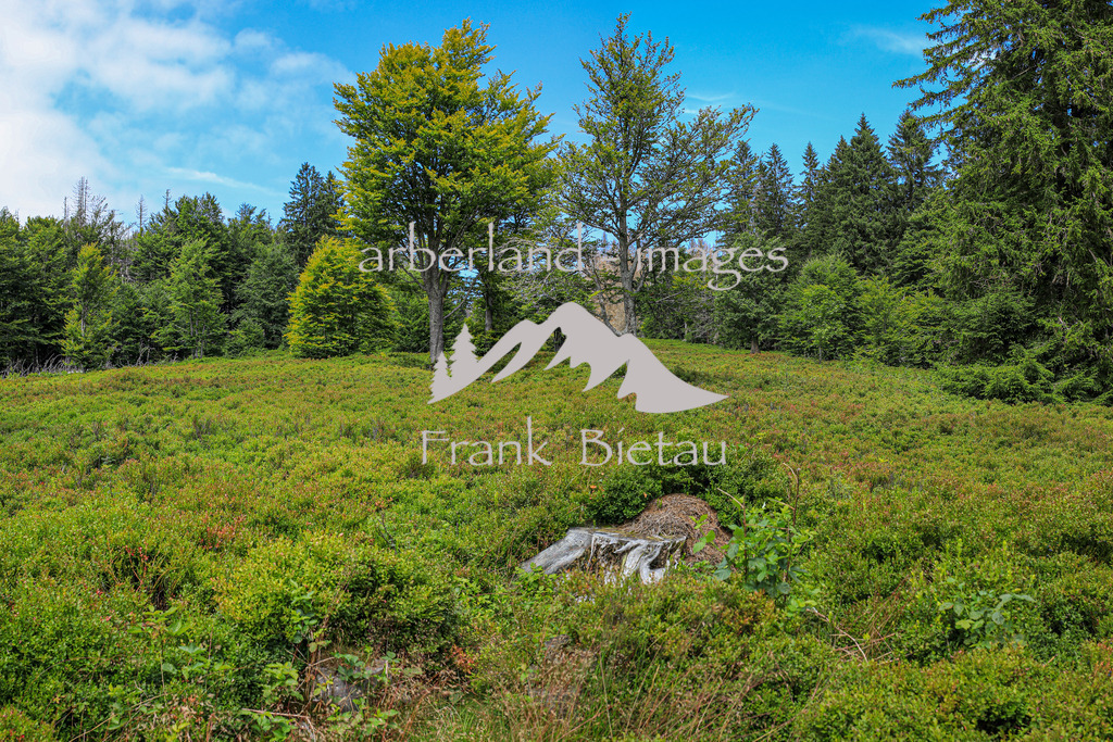 OE7A2487-Pano | der Lindberger Schachten, einer der schönsten Schachten im Nationalpark Bayerischer Wald auf 1144m.