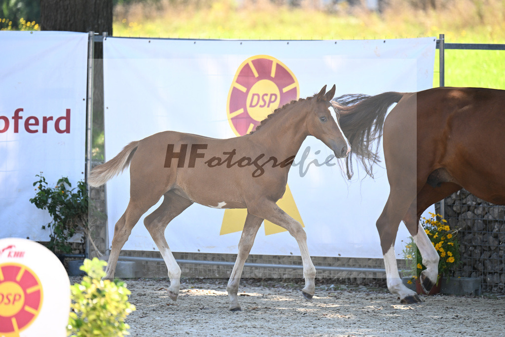 Kat-Nr. 6 Santos x Johnson_SF_Voglsang_26250370 | hf-fotografie - Realisiert mit Pictrs.com