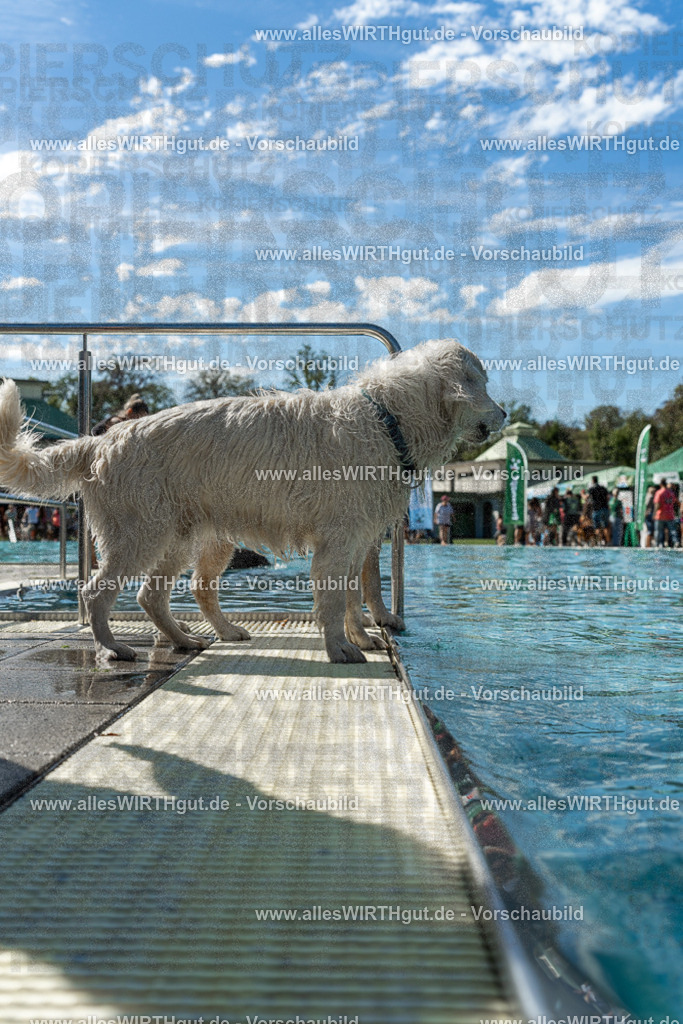Hundeschwimmen_Volksbad_2026-allesWIRTHgut_Tierfotografie-2609061305-121513-7R500479 | Professionelle Tierfotografie in Mönchengladbach von Daniel Wirth (allesWIRTHgut). Liebevolle & natürliche Bilder von Hunden & Katzen für unvergessliche Erinnerungen.