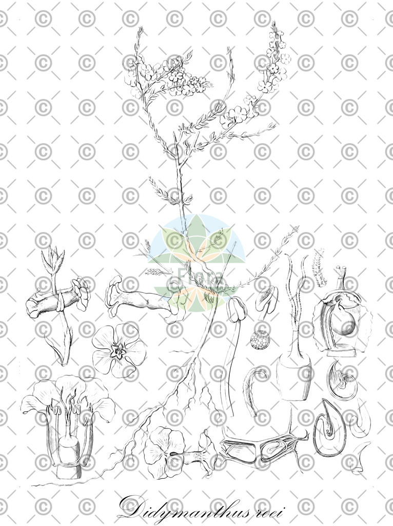 HistAbb_wfo-0000388365_1_ENZY_Simple | Historische Abbildung von Didymanthus roei - Amaranthaceae | Historical Illustration of Didymanthus roei - Amaranthaceae