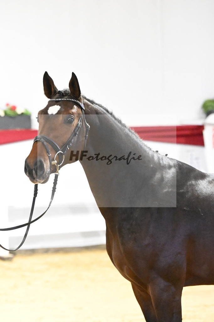 Kat-Nr. 45 v. Million Dollar_Pferdezucht Joos_63221090 | hf-fotografie - Realisiert mit Pictrs.com