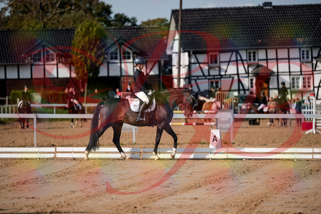 2026_10_03_Siefer-Hof_113622_Z63_21464402 | Professionelle Reitsport-, Turnier- und Eventfotografie von Robert Broda. Galerien mit ausgewählten und bearbeiteten Bildern direkt online ansehen und bestellen.