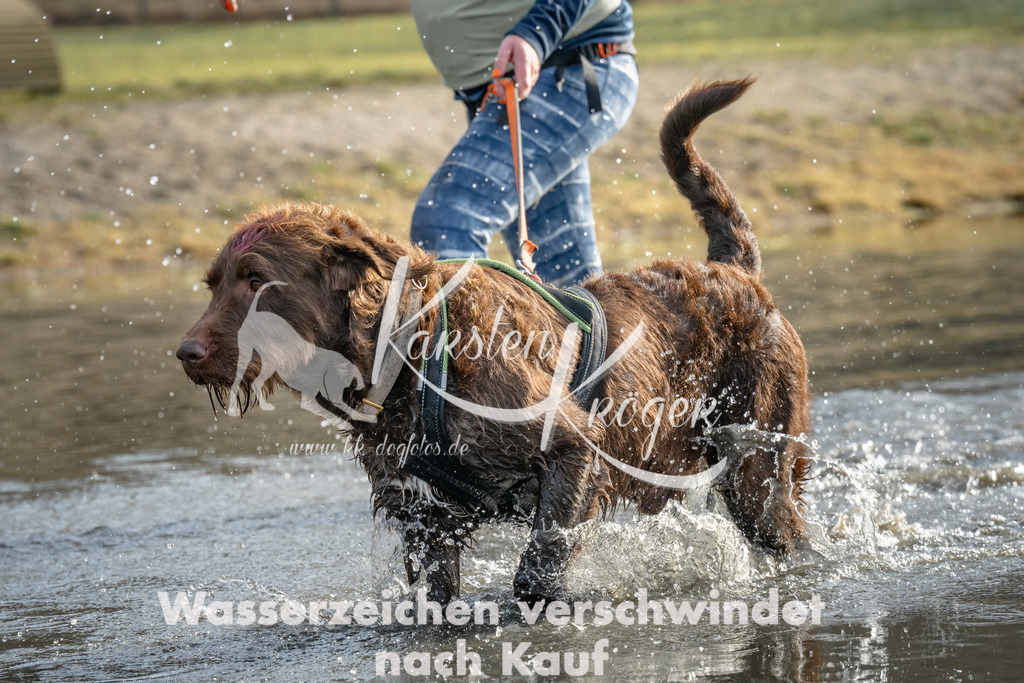 0943_ZZ93029 | kk-dogfotos