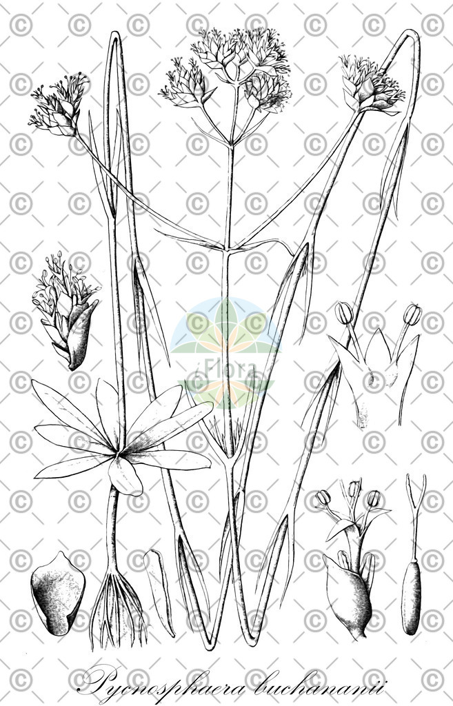HistAbb_7PX6F_1_ENZY_Simple | Historische Abbildung von Pycnosphaera buchananii - Gentianaceae | Historical Illustration of Pycnosphaera buchananii - Gentianaceae