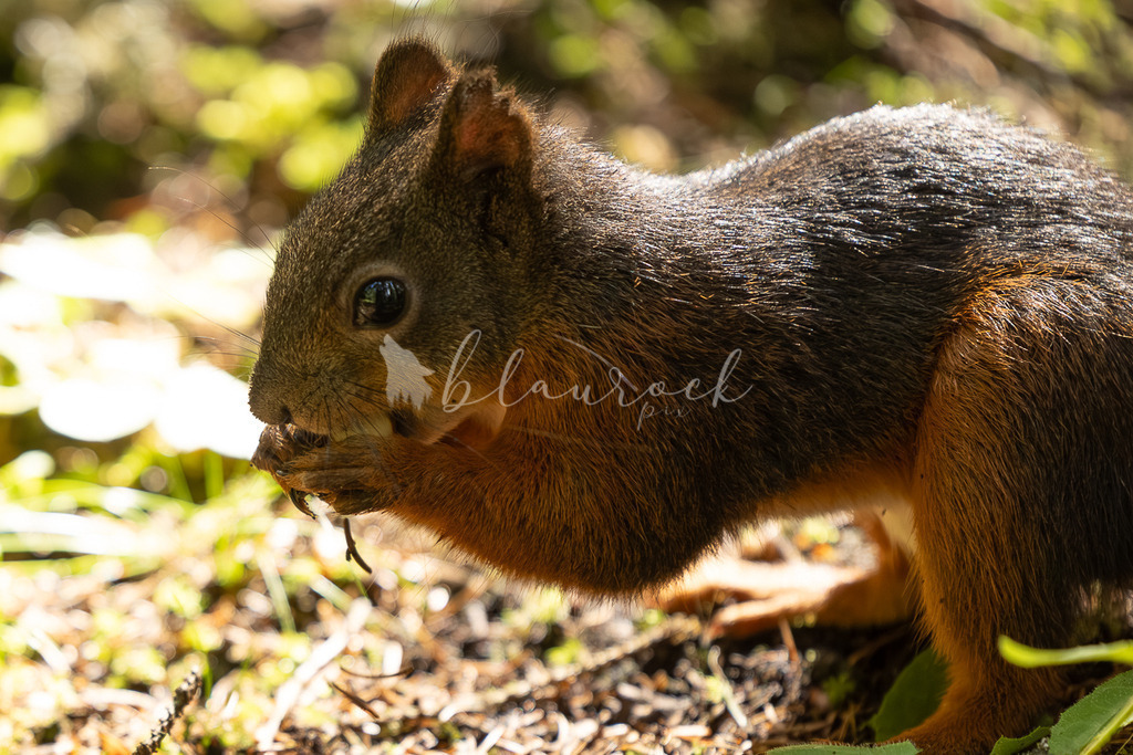 _01A5915 | Sportbilder, Sportfotograf, Hochzeits- und Eventfotografin, Flugshows, Portraits und Tiershooting, Aviation, Downhill, Nationalleague, Swissleague, International