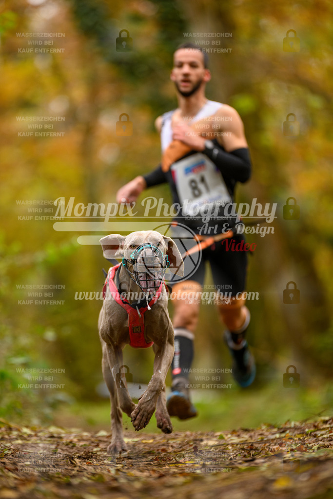 MompixPhotography_Bischwiller24_SA_Canicross-96 | mompixphotography