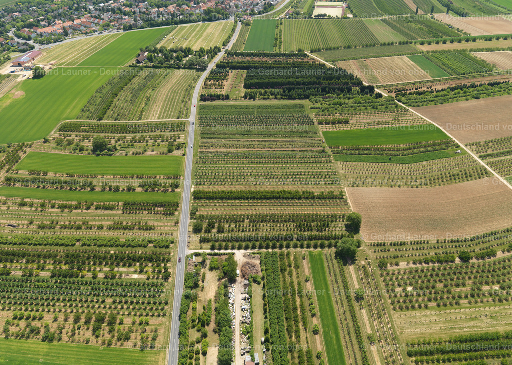 3108053-Baumstrukturen-Agroforst-Finthen | Baumstrukturen bei Drais