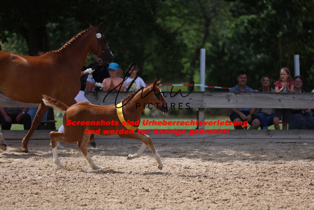 Fohlenschau_Schwäbisch_Hall_springbetonte_Fohlen_SIEGERFOHLEN_KN 22_17 | lmwpictures - Realisiert mit Pictrs.com