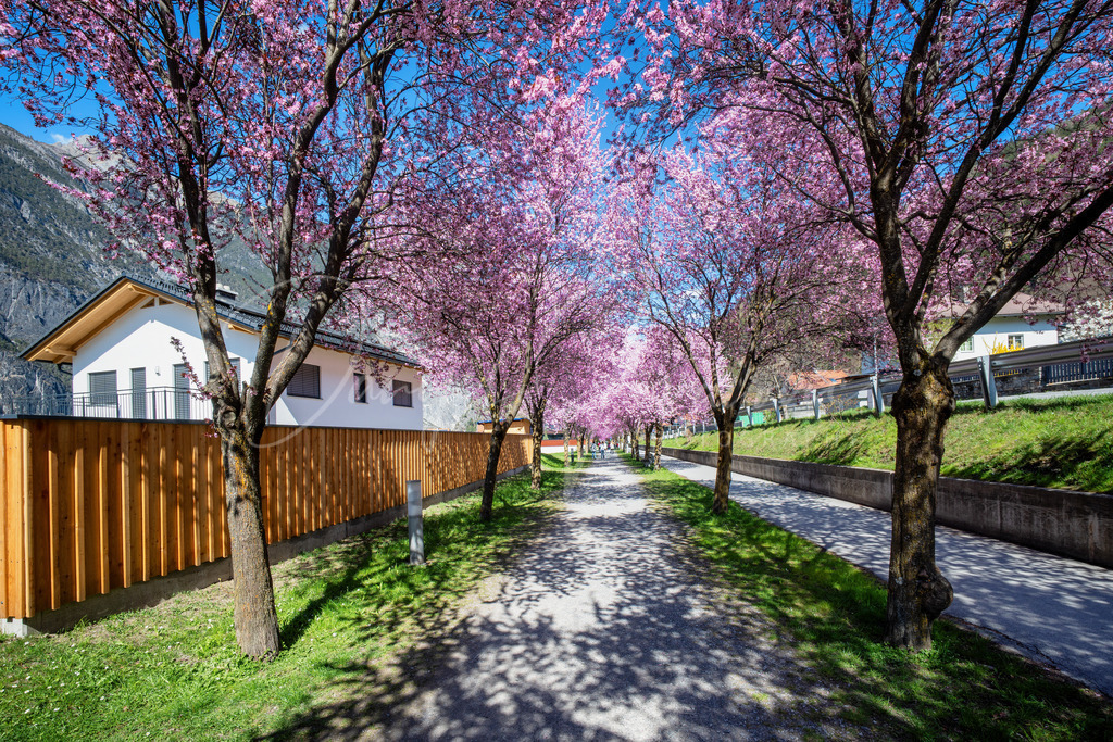 Zams | Blütenallee in Zams