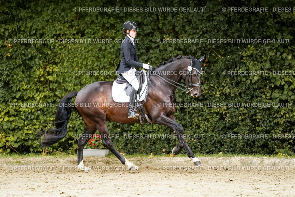 DSC03968 | Pferdegrafie