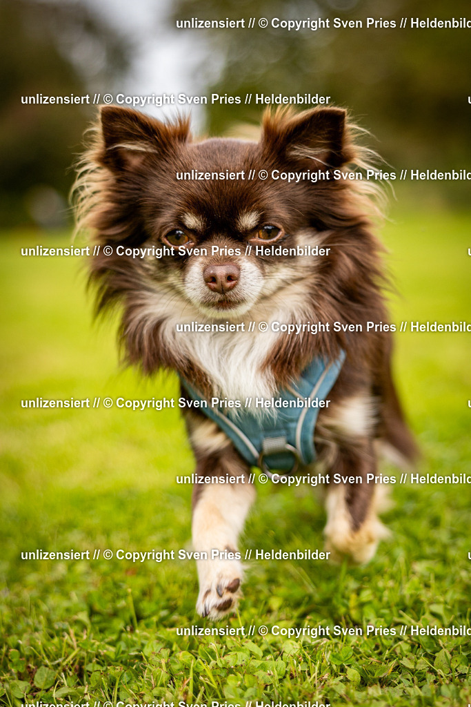 Sven Pries | 2024-09-22 - Hunderennen Baden-BadenPudelverein - Realisiert mit Pictrs.com