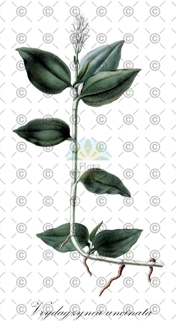 HistAbb_wfo-0000606352_2_ENZY_Simple | Historische Abbildung von Vrydagzynea uncinata - Orchidaceae | Historical Illustration of Vrydagzynea uncinata - Orchidaceae