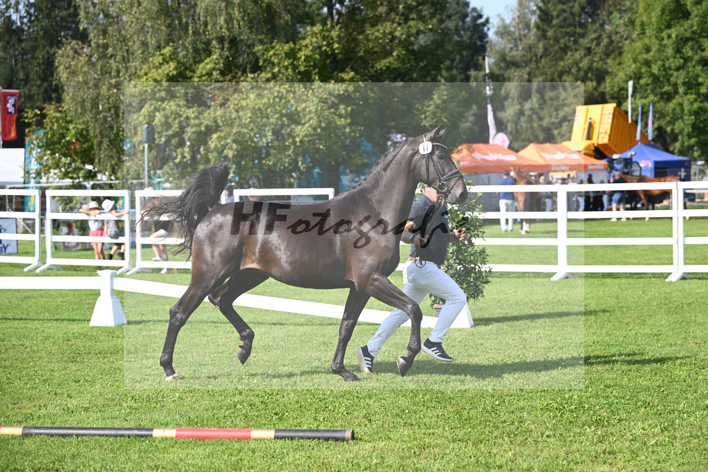 Kat-Nr. 11 nn v. Glamourdale_Muehlbauer_34240241 | hf-fotografie - Realisiert mit Pictrs.com